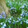 Blausternchen