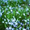 Blausternchen