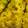 Forsythie