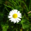 Gänseblümchen