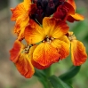 Wallflower