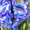 Hyazinthe
