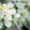 Kirschblüten