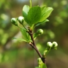 Kirschblüten