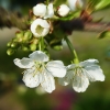Kirschblüten