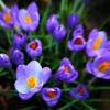 Krokusse