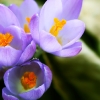Krokusse