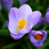Krokusse