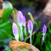 Krokusse