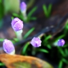 Krokusse