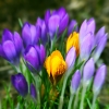 Krokusse
