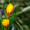 Krokusse