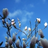 Magnolie