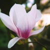 Magnolie