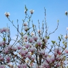 Magnolie