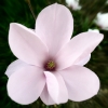 Magnolie