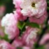 Almond blossoms