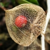 Physalis