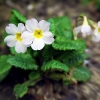 Schlüsselblume