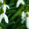 Schneeglöckchen