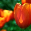 Tulpen