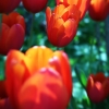 Tulpen