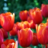 Tulpen