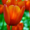 Tulpen