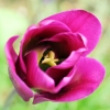Tulpe