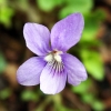 Veilchen