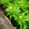Waldmeister