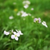 Wiesenschaumkraut