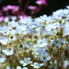 Florets