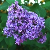 Flieder
