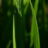 Gräser 2