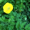 Islandmohn