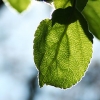 Apfelblatt