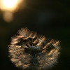 Pusteblume