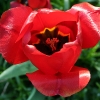 Tulpe