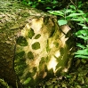 Tree log