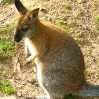 Baby cangaroo