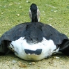 Ente