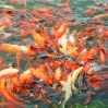 Goldfische