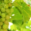 Grapes 2