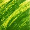 Blatt