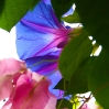 Prunkwinde
