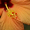 Orange Blume
