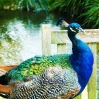 Pfau