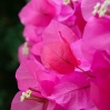 Rosa Blüten