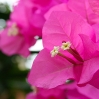 Rosa Blüten 2